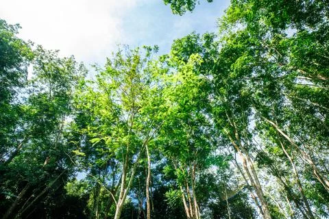 Para rubber green tree leaf with sun light Foto stock
