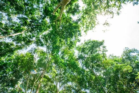 Para rubber green tree leaf with sun light Foto stock
