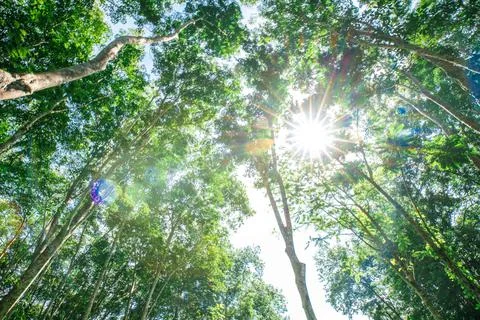 Para rubber green tree leaf with sun light Foto stock
