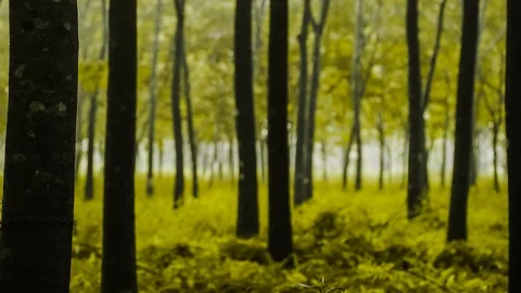 Para rubber tree garden with misty in morning light Video stock 103284020
