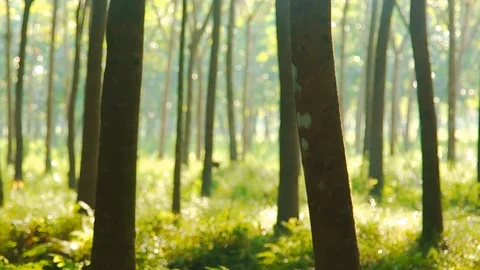 Para rubber tree, Latex rubber plantation and tree rubber Video stock 108560583
