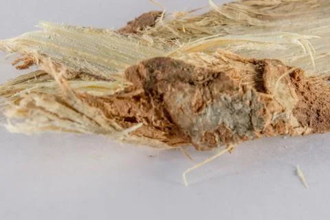 Para-rubber tree peel Stock Photos