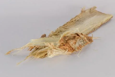 Para-rubber tree peel Stock Photos