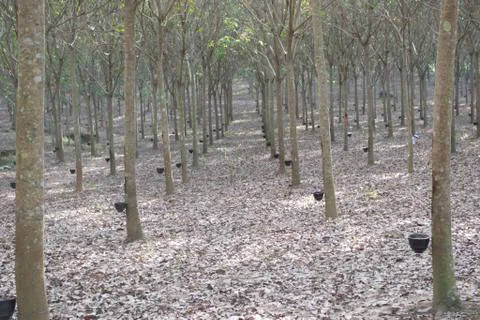 Para rubber tree Stock Photos