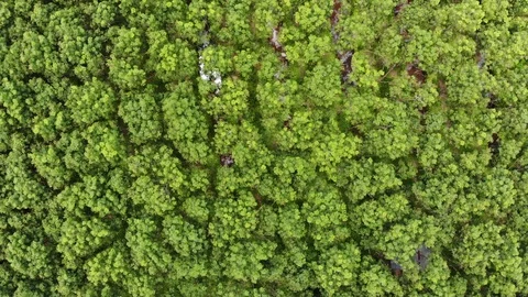Para Rubber tree plantation on mountain slide video aerial view Video stock 117189904