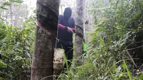 Para tree being tapped for sap in the morning at a para tree plantation Stock Footage 219483656