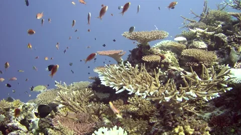 PARA0297 Stock-Footage 234151624