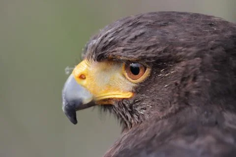 Parabuteo unicinctus head Stock Photos