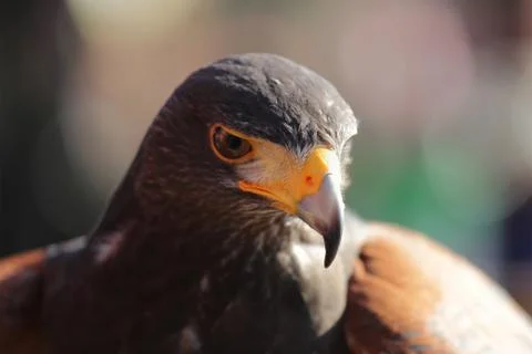 Parabuteo unicinctus head Stock Photos