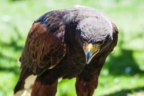 Parabuteo unicinctus Stock Photos