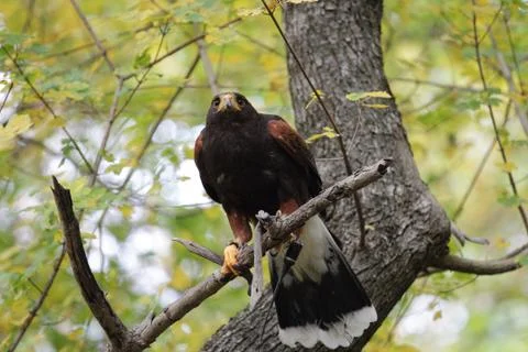 Parabuteo unicinctus on a tree Stock Photos