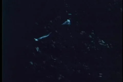 Parachute opening in mid-air Video stock 25207845