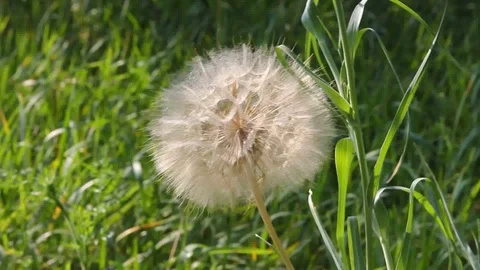 Parachute seed salsify in evening light Video stock 91231865
