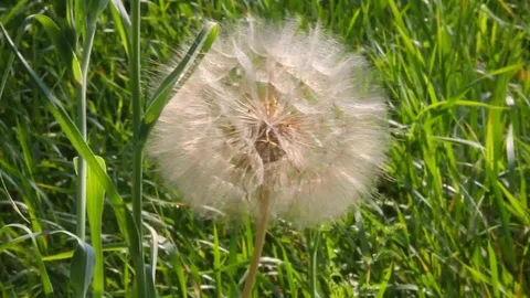 Parachute seed salsify in evening light 動画素材 91233785