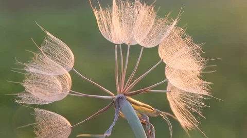 Parachute seeds of Tragopogon in the evening light Stock Footage 79612853