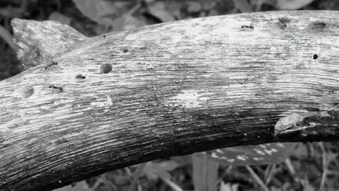 Parade All the Ways in the Logs Stock Footage 231271439