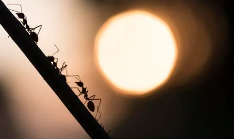 A parade of ants Stock Photos