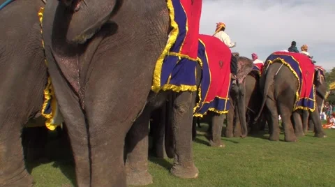 Parade for the feat of the elephants Stock Footage 52178164