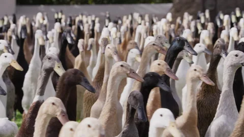 Parade of Foragers: Indian Runner Ducks on the Move. Stock Footage 308465479