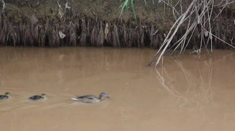 A parade of wild ducks swimming Stock-Footage 39260904