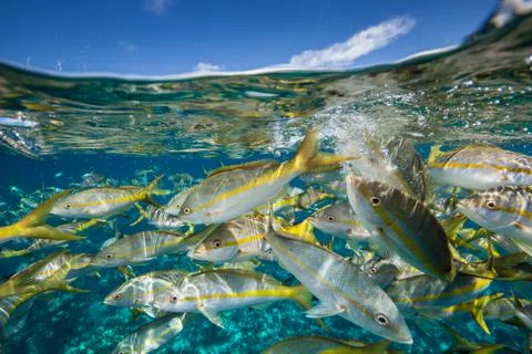 Parade of Yellowtail snapper. Foto stock