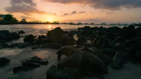 Paradisaic view of the ocean at sunset with sea lions on the beach. Stock-Footage 271343566