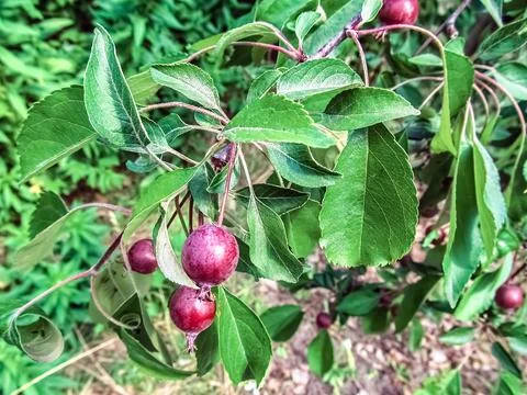 Paradise apple tree branch with small purple crabapples and green leaves Stock-Fotos
