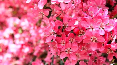 Paradise apple tree Stock Footage 154104709