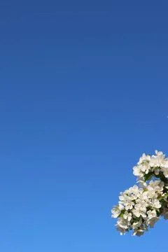 Paradise Apple Tree in full bloom. Extreme nice background photo from Stockholm Stock Photos