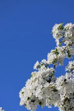 Paradise Apple Tree in full bloom. Extreme nice background photo from Stockholm Stock Photos