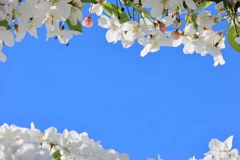 Paradise Apple Tree in full bloom. Extreme nice background photo from Stockholm Foto stock