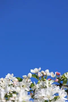 Paradise Apple Tree in full bloom. Extreme nice background photo from Stockholm 스톡 사진