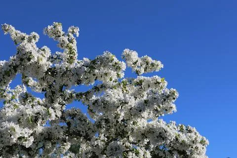 Paradise Apple Tree in full bloom. Extreme nice background photo from Stockholm Foto stock