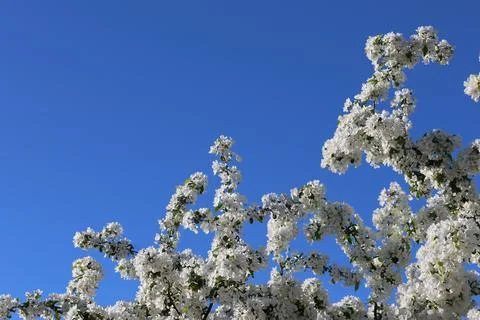 Paradise Apple Tree in full bloom. Extreme nice background photo from Stockholm Stock Photos