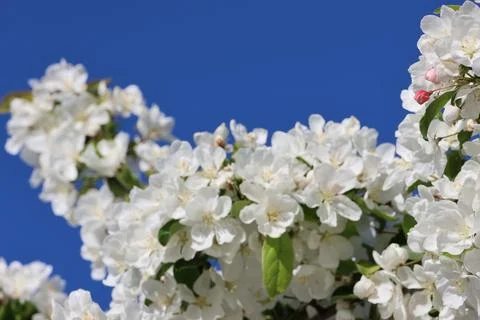 Paradise Apple Tree in full bloom. Extreme nice background photo from Stockholm 스톡 사진