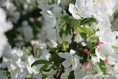 Paradise Apple Tree in full bloom. Extreme nice background photo from Stockholm 스톡 사진