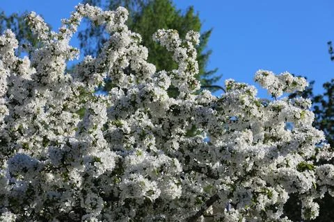 Paradise Apple Tree in full bloom. Extreme nice background photo from Stockholm Stock Photos