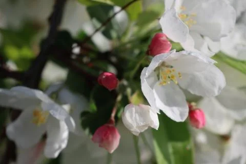 Paradise Apple Tree in full bloom. Extreme nice background photo from Stockholm Stock-Fotos