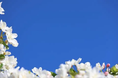 Paradise Apple Tree in full bloom. Extreme nice background photo from Stockholm Stock-Fotos