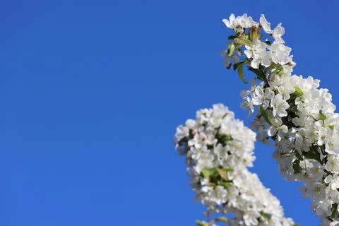 Paradise Apple Tree in full bloom. Extreme nice background photo from Stockholm Stock Photos