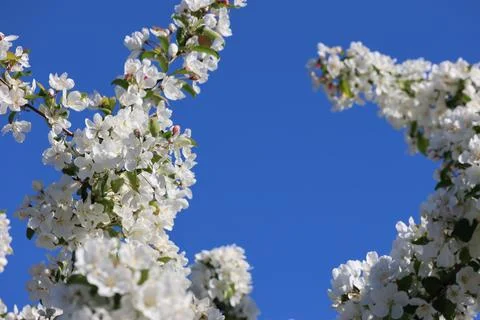 Paradise Apple Tree in full bloom. Extreme nice background photo from Stockholm Stock Photos