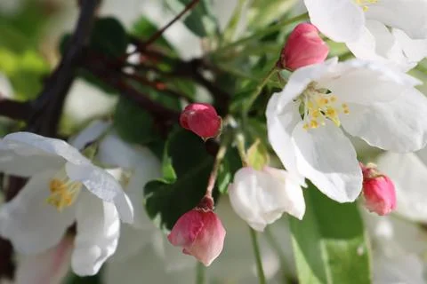Paradise Apple Tree in full bloom. Extreme nice background photo from Stockholm Stock Photos