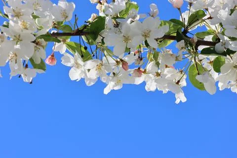 Paradise Apple Tree in full bloom. Extreme nice background photo from Stockholm 스톡 사진