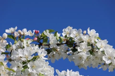 Paradise Apple Tree in full bloom. Extreme nice background photo from Stockholm Stock-Fotos