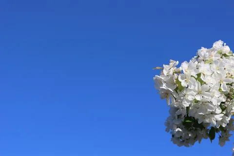 Paradise Apple Tree in full bloom. Extreme nice background photo from Stockholm Stock Photos