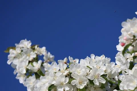 Paradise Apple Tree in full bloom. Extreme nice background photo from Stockholm Stock Photos