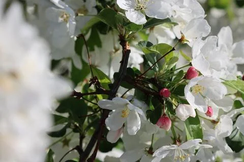 Paradise Apple Tree in full bloom. Extreme nice background photo from Stockholm Stock Photos