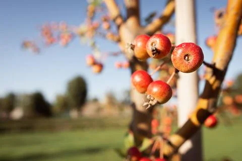  Paradise Apples Fruit Selective focus of little Red Paradise Apple fruits... 스톡 사진