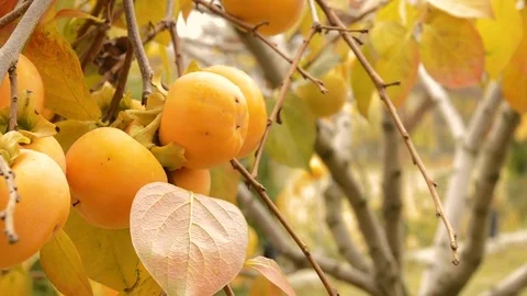 Paradise Apples In The Garden Stock Footage 83273331