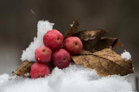 Paradise apples Stock Photos